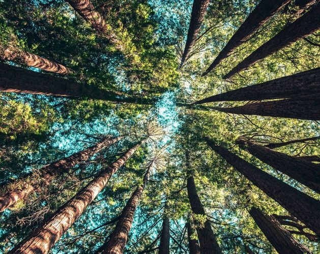 sustainability trees